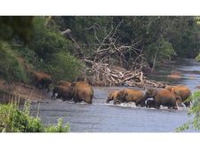 കുട്ടംപുഴയില്‍ നീരാട്ടിനെത്തി കാട്ടാനക്കൂട്ടം !!!! പതിമൂന്ന് ആനകള്‍ കൗതുകവും ആശങ്കയും!!! രണ്ടു മണിക്കൂറിനുശേഷം തിരികെ കാട്ടിലേക്ക് ...!!!