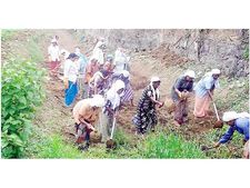 വയനാട്ടില്‍ തൊഴിലുറപ്പ് പദ്ധതി താളം തെറ്റി; മൂന്നരമാസമായി കൂലിയില്ല; കൂലിയിനത്തില്‍ നല്‍കാനുള്ളത് 26.65 കോടി രൂപ; 80000 തൊഴിലാളികള്‍ ദുരിതത്തില്‍