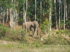 വീണ്ടും ഉറക്കം നഷ്ടപ്പെട്ട് 'വടക്കനാട്' ഗ്രാമം; തിരിച്ചെത്തിയ കാട്ടുകൊമ്പനെ പിടികൂടാന്‍ സജ്ജമായി വനംവകുപ്പ്; മൂന്നുപേരെ കൊലപ്പെടുത്തിയ ആന തിരിച്ചെത്തിയത് ഏഴ് മാസങ്ങള്‍ക്ക് ശേഷം