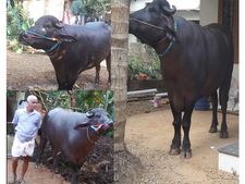മലബാര്‍ മാണിക്യം മലപ്പുറത്ത് താരമാകുന്നു: വൈറലായ താരം  യുവരാജിന്റെ കുട്ടി