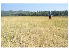  നെൽ‌ക്കതിർ കരിയുന്നു; ചെല്ലിപ്പാടത്ത് നെല്‍കൃഷി അവതാളത്തില്‍, ആശങ്കയോടെ കർഷകർ