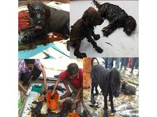  ശരീരമാസകലം 'ടാറില്‍' മുങ്ങി എട്ട് നായക്കുട്ടികള്‍, രക്ഷിക്കാനാവാതെ ദയനീയമായി കുരച്ച് അമ്മയും, അവസാനം ഒരുപറ്റം മൃഗ സ്നേഹികളുടെ കാരുണ്യത്താല്‍ മണിക്കൂറുകള്‍ക്ക് ശേഷം മോചനം, സംഭവം തിരൂരില്‍
