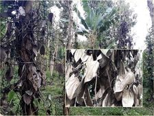  കുരുമുളക് വിലയിടിയുന്നു: ഉല്പാദത്തില്‍ ഗണ്യമായ കുറവ്; വിളവെടുപ്പായിട്ടും വയനാട്ടിലെ കര്‍ഷകര്‍ പ്രതിസന്ധിയില്‍