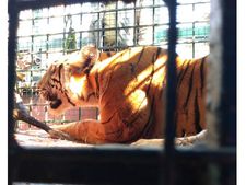കാടിറങ്ങുന്ന കടുവയും പുലിയും: വയനാടന്‍ ഗ്രാമങ്ങള്‍ ഭീതിയില്‍: പ്രതിഷേധം ശക്തമാവുന്നു