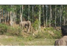 വടക്കനാട് കൊമ്പനെ പിടികൂടാന്‍ കുങ്കിയാനകളെ തേടി വനംവകുപ്പ് കര്‍ണാടകയിലേക്ക്; മൂന്നാംഘട്ട സമരമെന്ന മുന്നറിയിപ്പുമായി ഗ്രാമസംരക്ഷണസമിതി