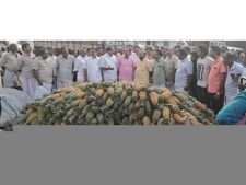 വിലയിടിവില്‍ നട്ടം തിരിഞ്ഞ് പൈനാപ്പിള്‍ കര്‍ഷകർ: വാഴക്കുളം പൈനാപ്പിള്‍ മാർക്കറ്റിൽ കൃഷി മന്ത്രി