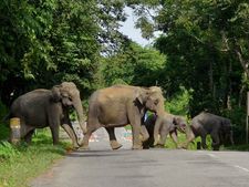 നാട്ടാനയില്ലെങ്കില്‍ എന്താ, ഒറിജിലിനെ വെല്ലുന്ന ഡ്യൂപ്ലിക്കേറ്റ് ആന റെഡി, തൃശൂക്കാരോടാ ഗഡി കളി