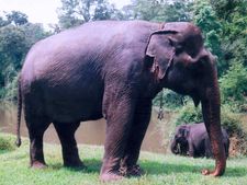 തൃശൂർ  ചിറയ്ക്കല്‍ ഭഗവതി ക്ഷേത്രത്തിലെ ഉത്സവത്തിനിടെ ആനയിടഞ്ഞു; പരിഭ്രാന്തി