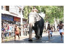 ഗുരുവായൂര്‍ ആനയോട്ടത്തില്‍ കൊമ്പന്‍ ഗോപികണ്ണന്‍ ജേതാവായി:  ക്ഷേത്രോത്സവത്തിന് കൊടിയേറി