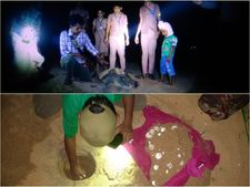 തണുപ്പ് ചൂടിനു വഴിമാറി; ചാവക്കാട്  കടലാമകള്‍ കൂടുകെട്ടിത്തുടങ്ങി