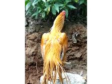  മറയൂരില്‍ കോഴിഫെസ്റ്റ്; വിവിധ സംസ്ഥാനങ്ങളില്‍ നിന്നും കോഴികളെ പ്രദര്‍ശനത്തിനെത്തിച്ചു... ഫെസ്റ്റില്‍ പതിനയ്യായിരം മുതല്‍ 1 ലക്ഷം വരെ വിലയുള്ള കോഴികള്‍!