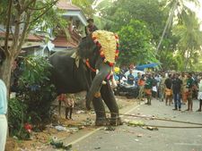  ചിറവരമ്പത്തുകാവ് പൂരത്തിനിടെ  ആനകള്‍ ഇടഞ്ഞു: രണ്ടുപേര്‍ക്ക് പരുക്ക്, ആനയിടഞ്ഞത് സംഘർഷത്തിനിടെ!! 