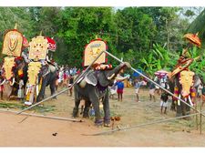 തൃശൂരില്‍ ഉത്സവ സീസണ്‍ ആരംഭിച്ചതോടെ ആന ഇടയുന്ന സംഭവം പതിവാകുന്നു: ജനവരി മാസത്തില്‍ 30 തവണ 
