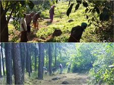 കാട്ടുതീ തടയാന്‍ ഫയര്‍ലൈന്‍ നിര്‍മ്മാണം...!!! മുന്‍കരുതല്‍!!!!