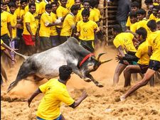  വട്ടവടയില്‍ നടത്താനിരുന്ന   ജല്ലിക്കെട്ടിന് വിലക്ക്; ജല്ലിക്കെട്ടിനെതിരെ ജില്ലാകളക്ടറാണ് അടിയന്തര നിര്‍ദ്ദേശം നല്‍കിയത്!!