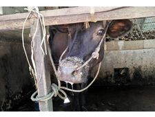 പ്രതിരോധ കുത്തിവെപ്പില്‍ ഗുരുതരവീഴ്ച; വയനാട്ടില്‍ കന്നുകാലികളില്‍ കുളമ്പുരോഗം പടരുന്നു, പനമരം ഗ്രാമപഞ്ചായത്തില്‍ അഞ്ച് പശുക്കള്‍ക്ക് രോഗബാധ