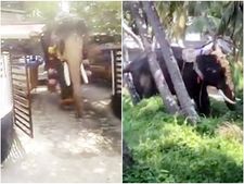 അഴകളവേറെ, ഫാന്‍സ് ഗ്രൂപ്പുകളും; ഇടഞ്ഞോട്ടത്തിനും മുന്നില്‍