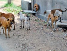 സംസ്ഥാനത്ത് വന്ധ്യംകരിച്ചത് ഒരു ലക്ഷത്തിലേറെ നായകളെ: മുറിവുണങ്ങി  പ്രതിരോധ കുത്തിവെപ്പ് നൽകി വിടും!!