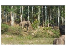 നാട്ടുകാരെ വിറപ്പിക്കുന്ന കാട്ടുകൊമ്പനെ പിടികൂടാൻ പൂര്‍ണസജ്ജമായി വനംവകുപ്പ്!!!