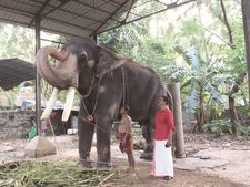 ഗുരുവായൂരിലെ പുന്നത്തുര്‍ ആനത്താവളത്തിലും മാറ്റം: ചട്ടം പഠിപ്പിക്കുന്നവര്‍ക്കും ചട്ടമായി