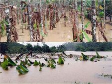 കര്‍ഷകര്‍ക്കുള്ള നഷ്ടപരിഹാരം: ജില്ലയില്‍ നിന്നും വ്യാപകപരാതികള്‍,  കൈക്കൂലി നല്‍കാത്തതിനാല്‍ നഷ്ടപരിഹാരത്തുക കുറക്കുന്നതായി ആക്ഷേപം