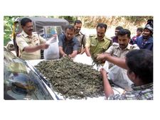 ഇടുക്കിയില്‍ വന്‍ കഞ്ചാവ് വേട്ട...!!! പിടിച്ചെടുത്തത് പത്തു കിലോ കഞ്ചാവ്...!!!! 	
