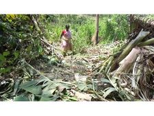 കാന്തല്ലൂരില്‍ കാട്ടാനശല്യം രൂക്ഷം; പെരുമലയില്‍ കഴിഞ്ഞ ദിവസം എത്തിയത് ഇരുപത്തിയാറോളം കാട്ടനകള്‍, കൃഷിയിടങ്ങള്‍ തകര്‍ത്തു...