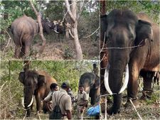 നാടിനെ വിറപ്പിച്ച കാട്ടുകൊമ്പന്‍ പിടിയിലായി: വടക്കനാട് കൊമ്പനെ പിടികൂടിയത് മടക്കുവെടി വെച്ച്, ഇനി മുത്തങ്ങയിലെ ആനപ്പന്തിയില്‍