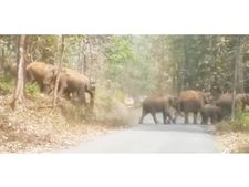 പൂയംകുട്ടി വനമേഖലയില്‍ അനധികൃത ട്രക്കിംഗ്: വന്യമൃഗങ്ങളുടെ ആവാസ വ്യവസ്ഥക്ക് വെല്ലുവിളി!!  