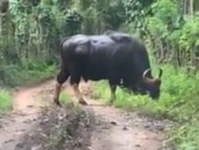 പാലപ്പിള്ളിയില്‍ ജനവാസ കേന്ദ്രത്തില്‍  കാട്ടുപോത്ത് ഭീഷണി: തൊഴിലാളികള്‍ ഭീതിയില്‍!