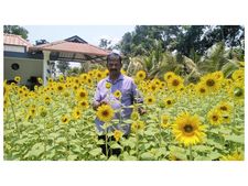 തേനീച്ചകള്‍ക്കായ് ഒരു സൂര്യകാന്തി തോട്ടം; തേനീച്ച കൃഷിയിൽ കർഷകന്റെ വിജയഗാഥ