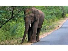 മറയൂരിലെ ജനവാസ മേഖലകളില്‍ കാട്ടാനകൂട്ടം: ആനകളിറങ്ങുന്നത് വേനല്‍ ചൂടില്‍ വെള്ളവും തീറ്റയും തേടി