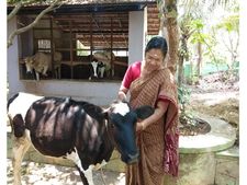 വിശ്രമജീവിതം ഹരിതാഭമാക്കി സരളാഭായി ടീച്ചര്‍: ഫലവൃക്ഷങ്ങളുടെയും ജൈവപച്ചക്കറിയുടെയും വിളനിലമായി 'സൂര്യകാന്തം'