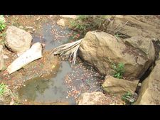 ബൈസണ്‍വാലിയില്‍ സ്വകാര്യ വ്യക്തിയുടെ പന്നിഫാമില്‍ നിന്നും മലിനജലം തോട്ടിലേയ്ക്കൊഴുക്കുന്നു; മാലിന്യങ്ങൾ എത്തുന്നത് മുതിരപ്പുഴയിൽ, ഫാം പ്രവർത്തിക്കുന്നത് അനധികൃതമായെന്ന് ആരോപണം!!