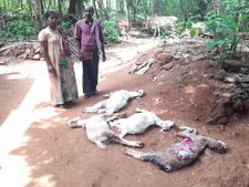  നിരത്ത് കൈയടക്കിതെരുവുനായക്കള്‍; നാട്ടുകാരുടെ ജീവനും സ്വത്തിനും ഭീഷണി, ഭീതി പരത്തി ചെന്നായ്ക്കൂട്ടം, പുതുക്കാട്  വയോധികയുള്‍പ്പെടെ മൂന്നുപേര്‍ക്ക് പരുക്ക്!!