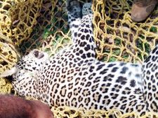 വയനാട്ടിൽ ആനക്കിടങ്ങില്‍ കുടുങ്ങിയത് പുലി; മയക്കുവെടിവെച്ച് പിടികൂടി.... തിരികെ കാട്ടിലേക്കയച്ചു!