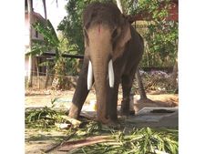 അവസാനം വിലക്കുകളും നിയമങ്ങളും 'വഴിമാറി'... തൃശൂര്‍ പൂരത്തിന് നെയ്തലക്കാവ് ഭഗവതിയുടെ തിടമ്പേറ്റി തെക്കേഗോപുരനട തുറക്കാന്‍  ഏകഛത്രാധിപതി എത്തും?
