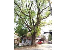   അരനൂറ്റാണ്ടിലേറെ തണൽ വിരിച്ച ആൽമുറിച്ചുമാറ്റാനുള്ള നീക്കവുമായി ഗ്രാമ പഞ്ചായത്ത്; വൃക്ഷമിത്ര പുരസ്കാരജേതാവായ പഞ്ചായത്ത് നീക്കത്തിനെതിരെ പരിസ്ഥിതി പ്രവർത്തകർ, സ്ഥാപിത താത്പര്യം മുൻനിർത്തിയാണ് മരം മുറിക്കാനൊരുങ്ങുന്നതെന്ന് ആരോപണം!!