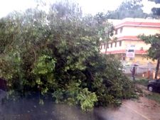  വേനല്‍മഴയിലും കാറ്റിലും വയനാട്ടില്‍ വ്യാപകനാശനഷ്ടങ്ങള്‍; ഇടിമിന്നലില്‍ വീടുകള്‍ തകര്‍ന്നു; മരം വീണ് ഗതാഗതം സ്തംഭിച്ചു