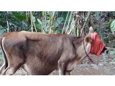  നെടുംകണ്ടത്ത് തെരുവുനായ കടിച്ച പശുകിടാവിന് പേവിഷബാധ...!!! മേഖലയില്‍ നായശല്യം രൂക്ഷം