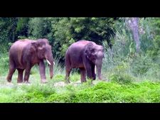 വയനാടിൽ  നാട്ടുകാരെ പരിഭ്രാന്തിയിലാഴ്ത്തി കാട്ടാനകള്‍ ജനവാസകേന്ദ്രത്തില്‍; നാട്ടിലിറങ്ങിയത് അഞ്ച് ആനകള്‍,  സ്‌കൂളിന് അവധി പ്രഖ്യാപിച്ചു, ആനകളെ തുരത്തിയത് സന്ധ്യയോടെ!