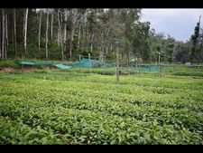 പച്ചത്തുരുത്ത് ക്യാമ്പയിന് ജൂണ്‍ അഞ്ചിന് തുടക്കമാവും;  പരിസ്ഥിതിദിനത്തില്‍ വിതരണം ചെയ്യുന്നത് നാല് ലക്ഷം വൃക്ഷത്തൈകള്‍