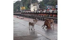 ആലപ്പുഴയിൽ തെരുവു നായ ശല്യം രൂക്ഷം; ഈ വർഷം 4485 പേർ  ആക്രമണത്തിനിരയായി, റയിൽവേ സ്റ്റേഷനിലും രക്ഷയില്ല!