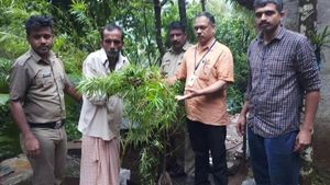 പച്ചക്കറി കൃഷിക്കൊപ്പം ഇടവിളയായി രസത്തിന് കഞ്ചാവ് ചെടിയും വളര്‍ത്തി; അഞ്ചുമാസം കൊണ്ട് ആറടി ഉയരം!!