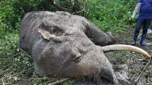ലോറിയിടിച്ച് ചെരിഞ്ഞ കാട്ടാനയുടെ ജഡം സംസ്‌ക്കരിച്ചു; ബാവലി വനത്തില്‍ കാട്ടാനയെ ചെരിഞ്ഞ നിലയില്‍ കണ്ടെത്തി, ആനയുടെ ജഢം കടുവ ഭക്ഷിച്ച നിലയില്‍!