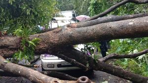 ഇടുക്കിയില്‍ റെഡ് അലര്‍ട്ട് തുടരും;  വിവിധ ഇടങ്ങളില്‍ ഒറ്റപ്പെട്ട മഴ,  കൊച്ചി ധനുഷ്‌കോടി ദേശീയപാതിയില്‍ മരം വീണ് ഒരാള്‍ക്ക് പരിക്ക്