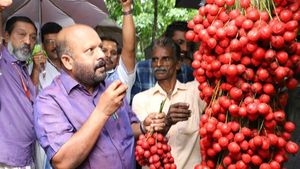 മൂട്ടിപ്പഴം രുചിക്കുവാന്‍ മന്ത്രി സുനില്‍കുമാര്‍ എത്തി; അപൂർവ ഔഷധ സസ്യം വളരുന്നത് വണ്ണപ്പുറം സ്വദേശി ബേബി എബ്രഹാമിന്റെ  പുരയിടത്തിൽ...