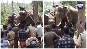 കാട്ടാനകളെ കണ്ടം വഴിയോടിച്ച് കുങ്കിയാനകൾ, പടക്കം പൊട്ടിച്ച് ചിതറിച്ചതിന് ശേഷം കാട്ടിലേക്ക് തുരത്തി