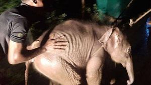 പുലര്‍ച്ചെ വലിയ ശബ്ദം; നദിയിലൂടെ ആനക്കുട്ടി ഒലിച്ചുപോകുന്നു, പിന്നീട് നടന്നത്, സംഭവം മലപ്പുറത്ത്
