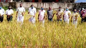 കരനെല്‍ കൃഷിയില്‍ വിളഞ്ഞത് നൂറ് മേനി; പ്രവാസിയുടെ കൈയ്യൊപ്പില്‍ മനു രത്‌ന